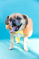 Max.Puggle.102