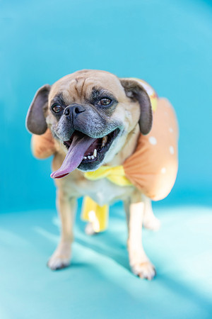 Max.Puggle.102