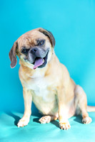 Max.Puggle.101