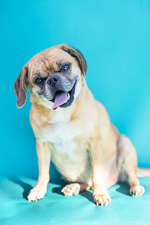 Max.Puggle.101