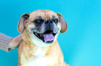 Max the Puggle