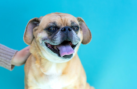 Max.Puggle.100
