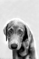 Max.SilverLab.102a