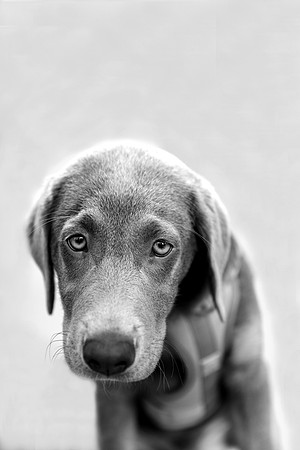 Max.SilverLab.102a