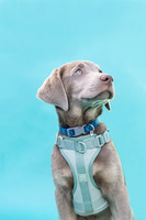 Max.SilverLab.101