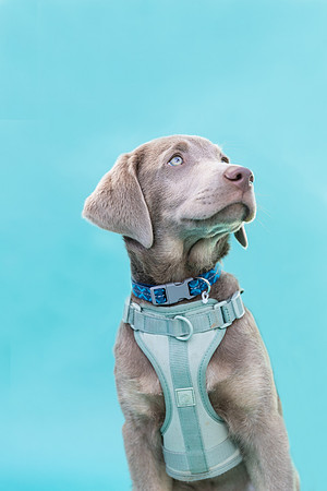 Max.SilverLab.101