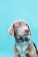 Max Silver Lab