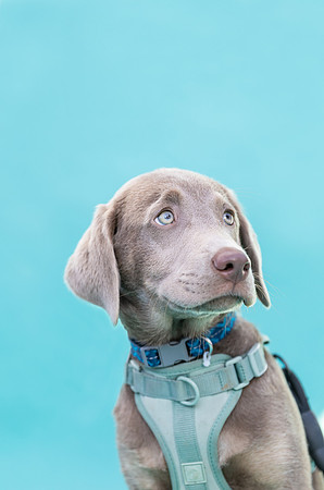 Max.SilverLab.100