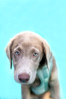 Max.SilverLab.102