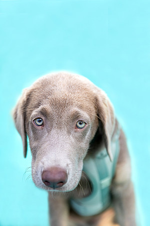 Max.SilverLab.102