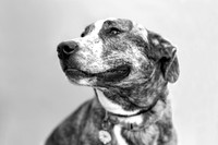 Hazel.Brindle.101a