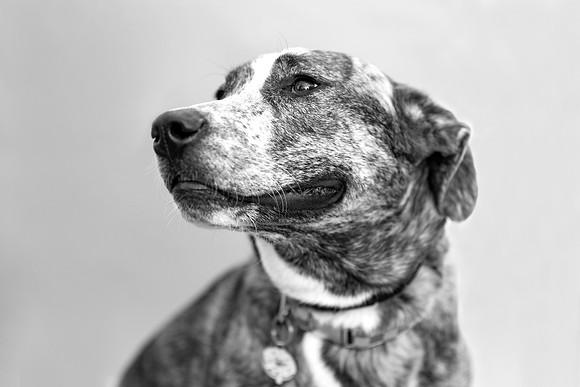 Hazel.Brindle.101a