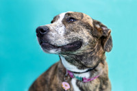 Hazel.Brindle.101