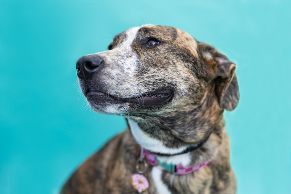 Hazel.Brindle.101