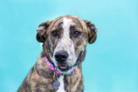 Hazel.Brindle.102