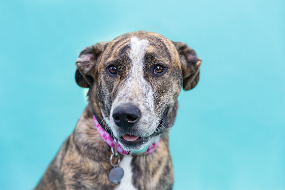 Hazel.Brindle.102