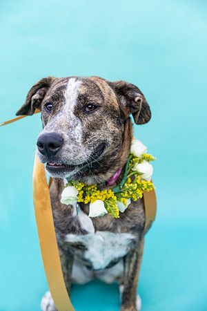 Hazel.Brindle.103