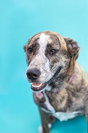 Hazel.Brindle.100