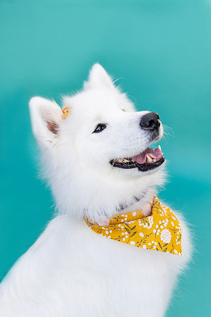 Samoyed.WhiteFluffyBaby.100