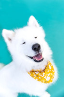 Samoyed.WhiteFluffyBaby.101