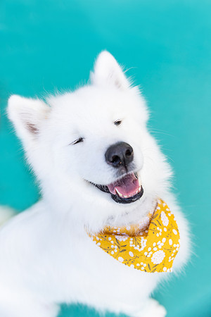 Samoyed.WhiteFluffyBaby.101