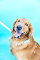 Beau.GoldenRetriever.101