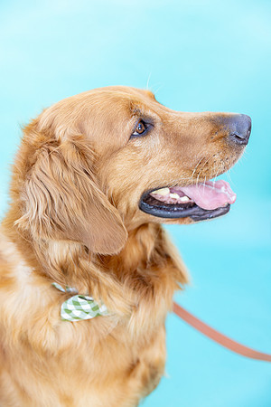 Beau.GoldenRetriever.100