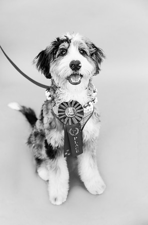 Bourbon.Bernadoodle.101