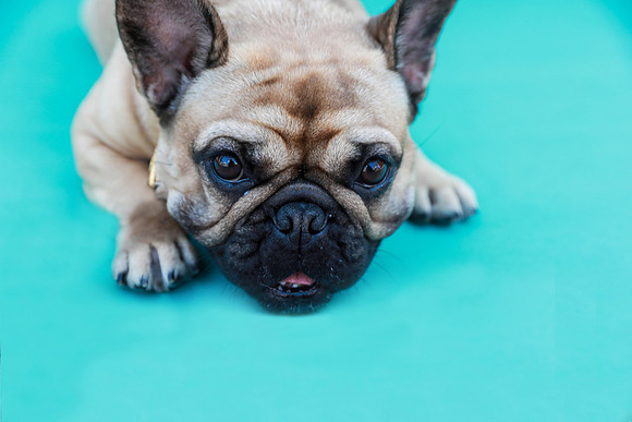 NortonCommonsDogShow-102