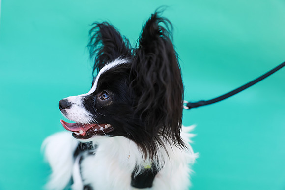 Louie-125