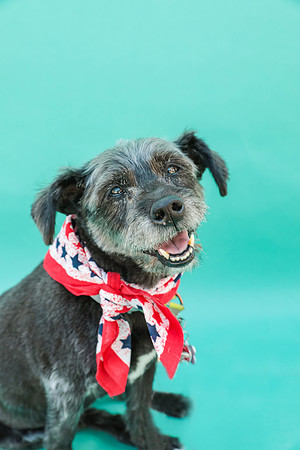 NortonCommonsDogShow-107