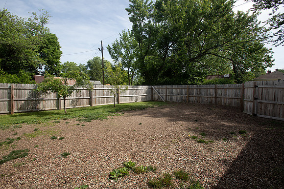 Birch-161