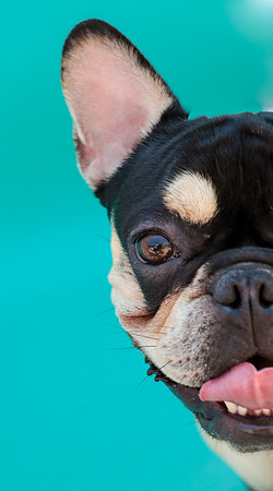 NortonCommonsDogShow-112
