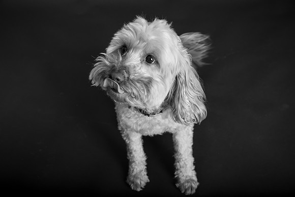 Dobby-106