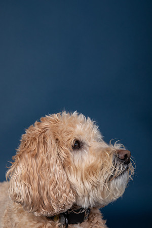 Albus-113