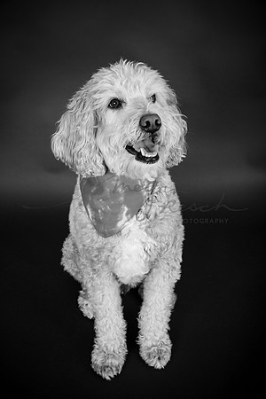 Albus.watermarked-110