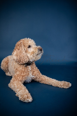 Albus.watermarked-112