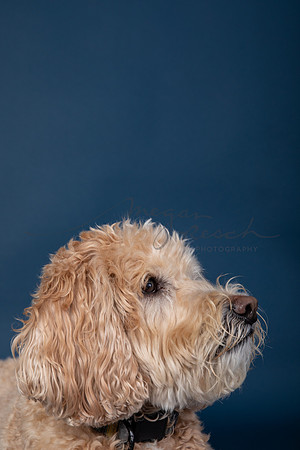 Albus.watermarked-113