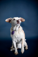 BrillPuppyProof-110