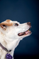 BrillPuppyProof-113