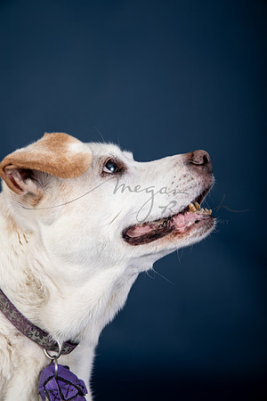 BrillPuppyProof-113