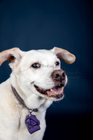 BrillPuppyProof-114