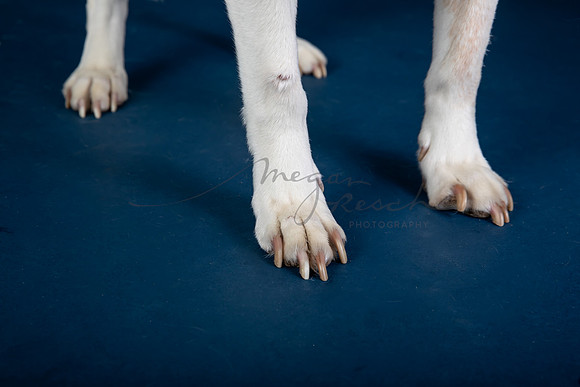 BrillPuppyProof-121
