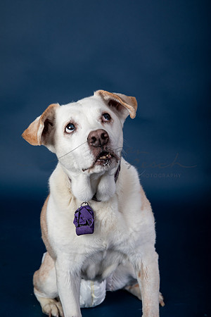 BrillPuppyProof-122