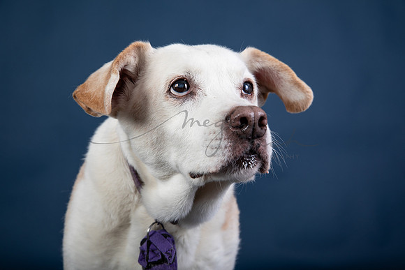 BrillPuppyProof-120