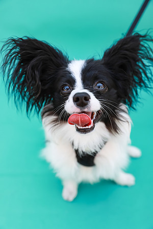 NortonCommonsDogShow-105