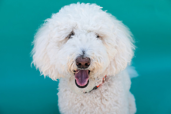 NortonCommonsDogShow-115