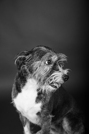 LouPepper113