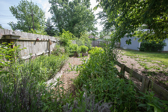 Birch-157