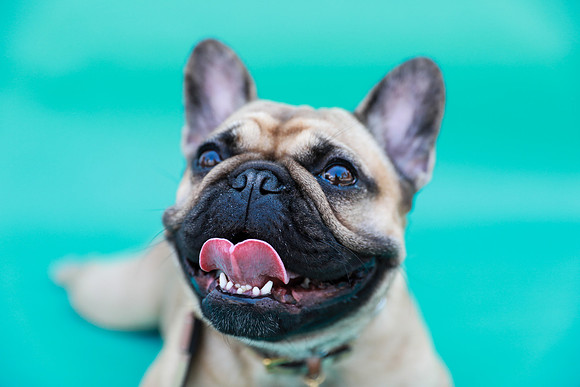 NortonCommonsDogShow-101